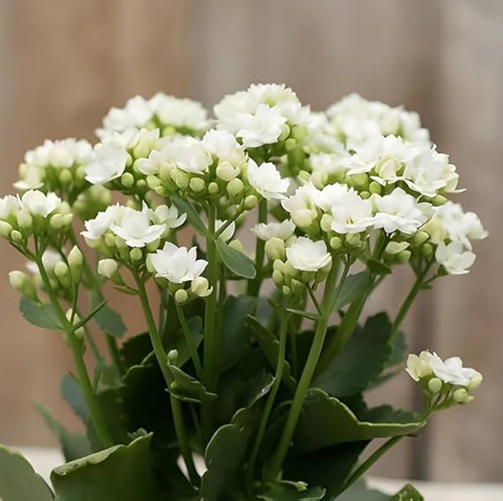 white organic flower seeds
