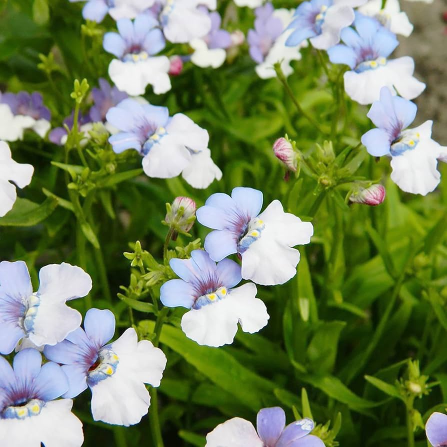heirloom nemesia flower seeds