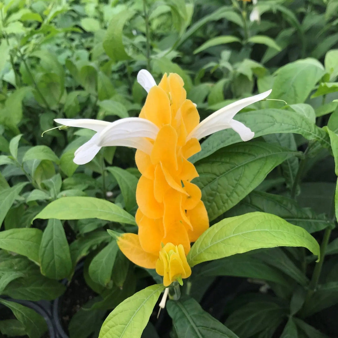 yellow light flower seeds