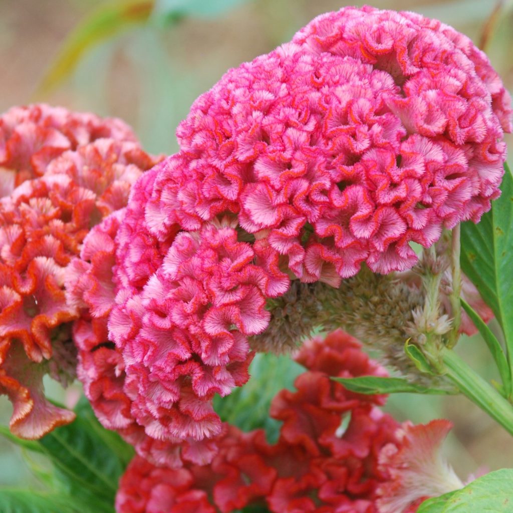 cristata flower flower seeds
