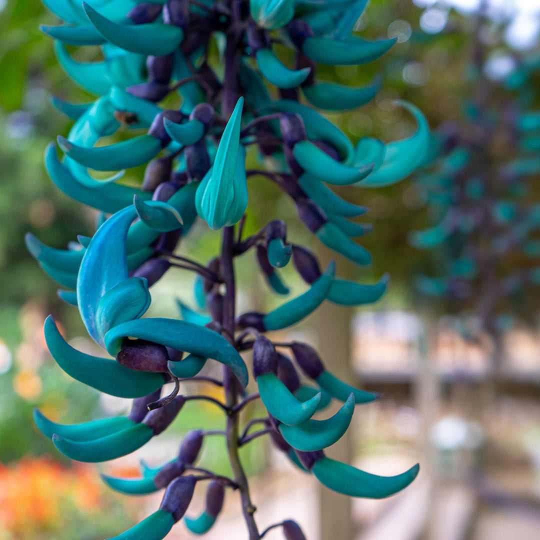 blue organic flower seeds
