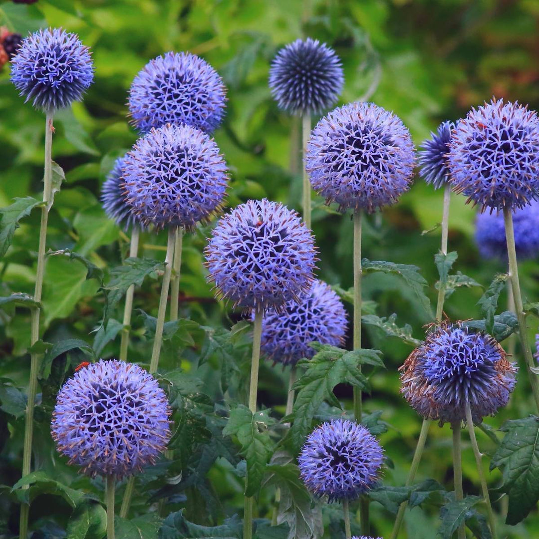 echinops ritro flower seeds