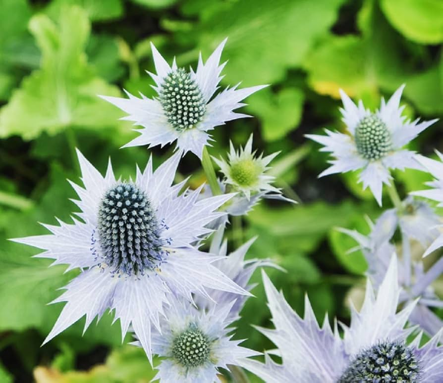 silver heirloom flower seeds