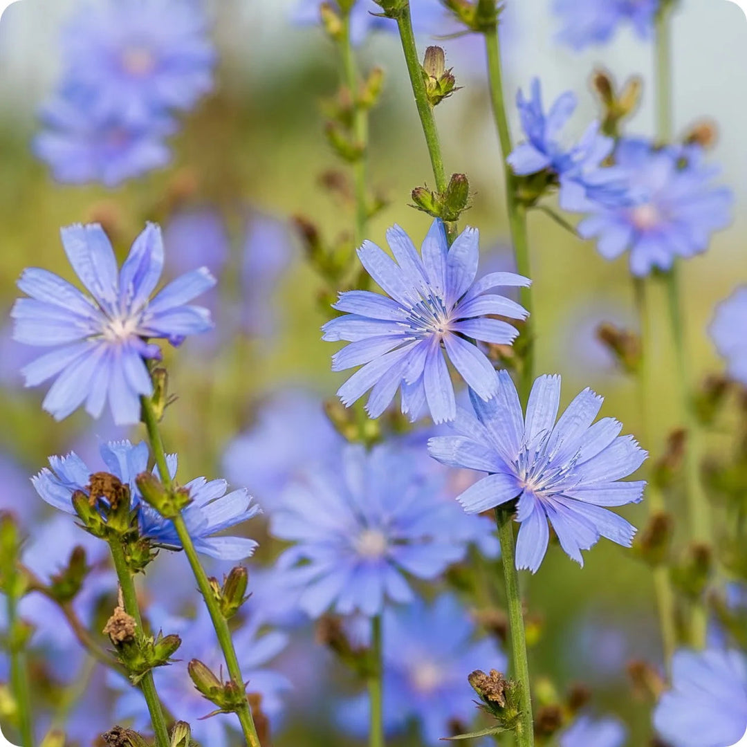 blue cichorium flower seeds