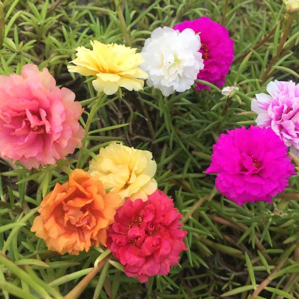 portulaca flower flower seeds