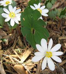 white sanguinaria flower seeds