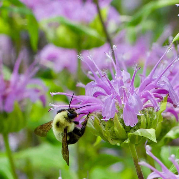 purple monarda flower seeds