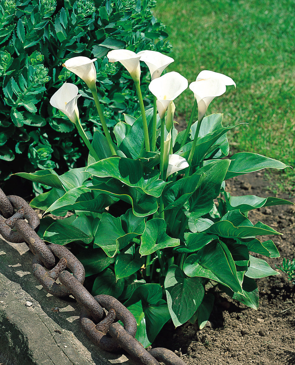 white zantedeschia flower seeds
