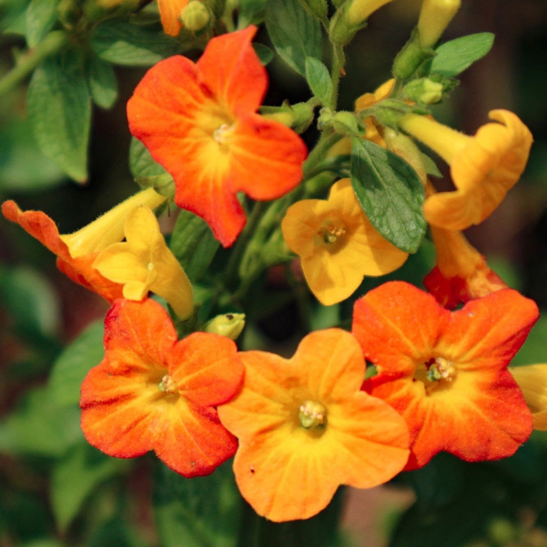 heirloom streptosolen flower seeds