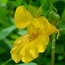 yellow impatiens flower seeds