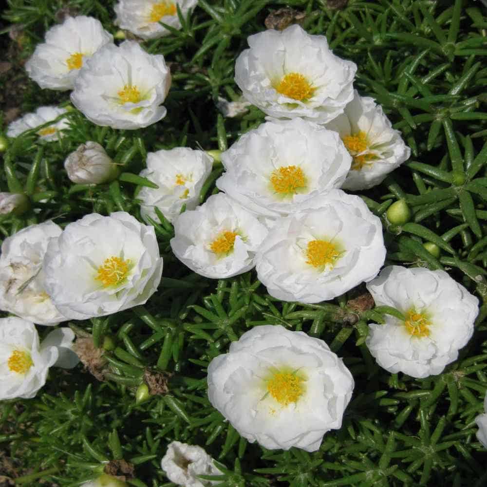white pink flower seeds