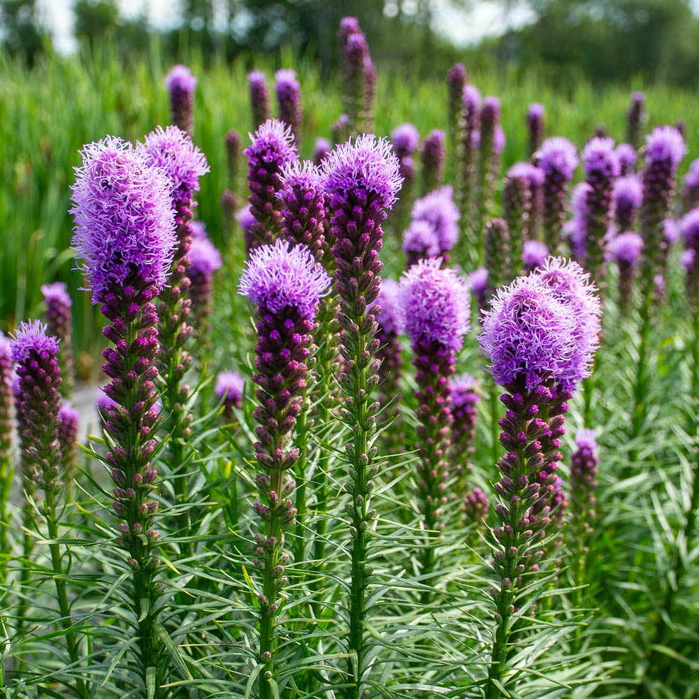 purple liatris flower seeds