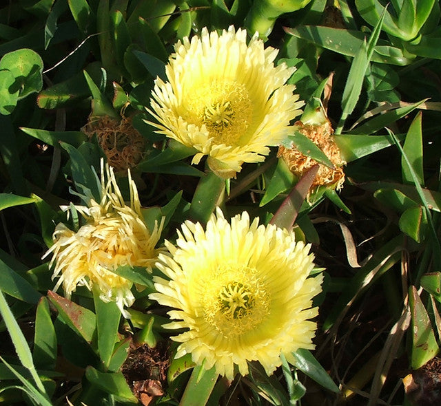 carpobrotus flower flower seeds