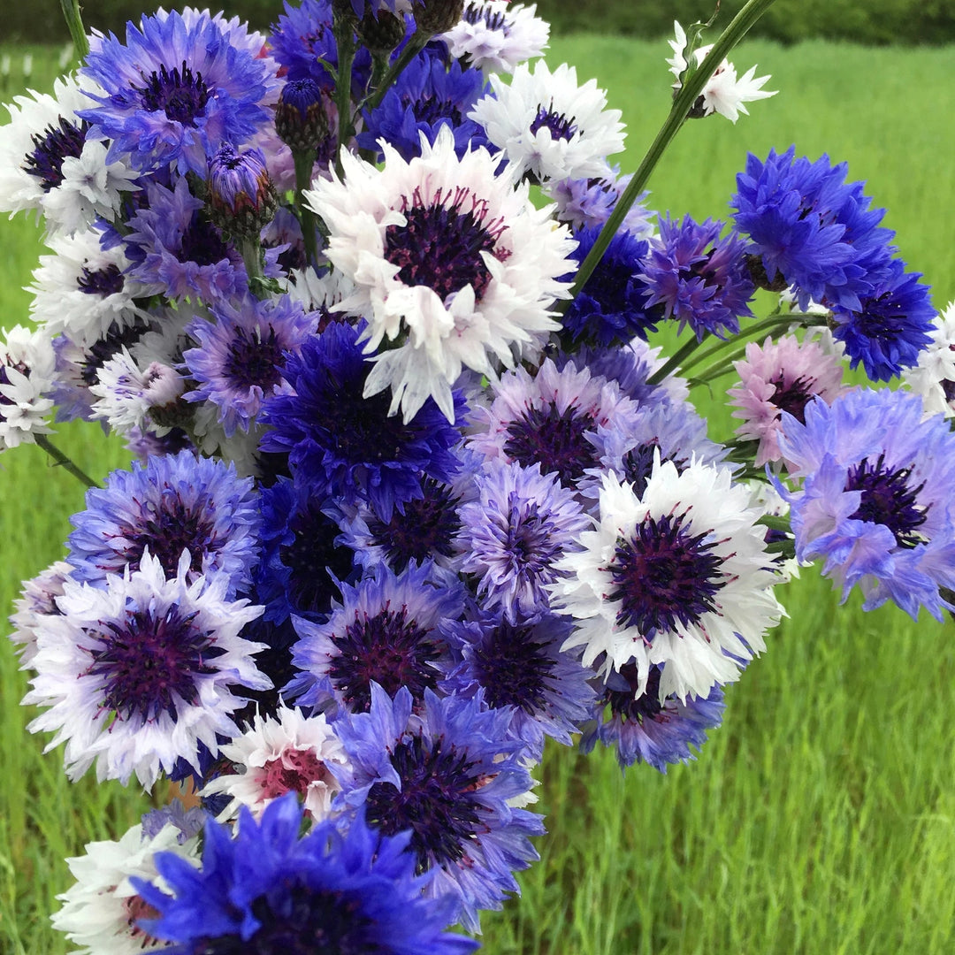 mixed bachelor flower seeds