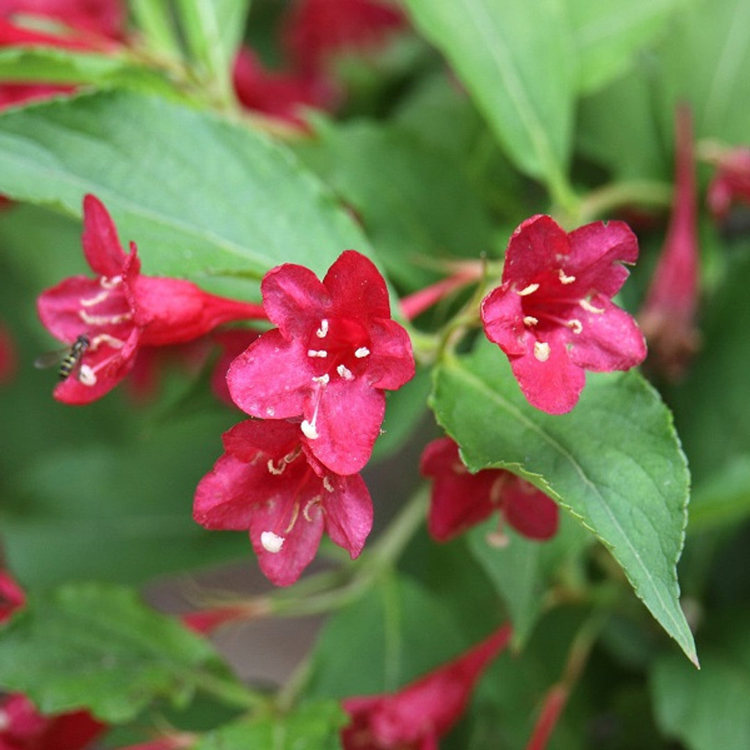 weigela for flower seeds