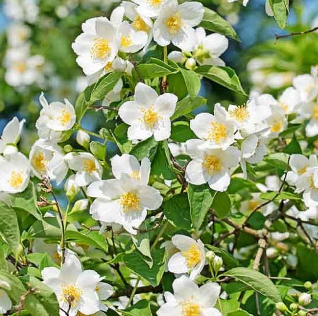 white orange flower seeds