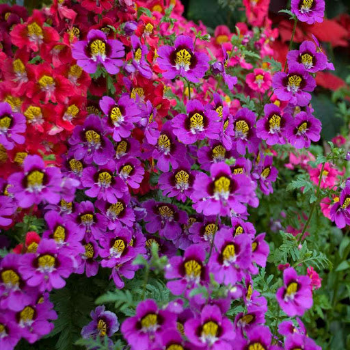 heirloom butterfly flower seeds