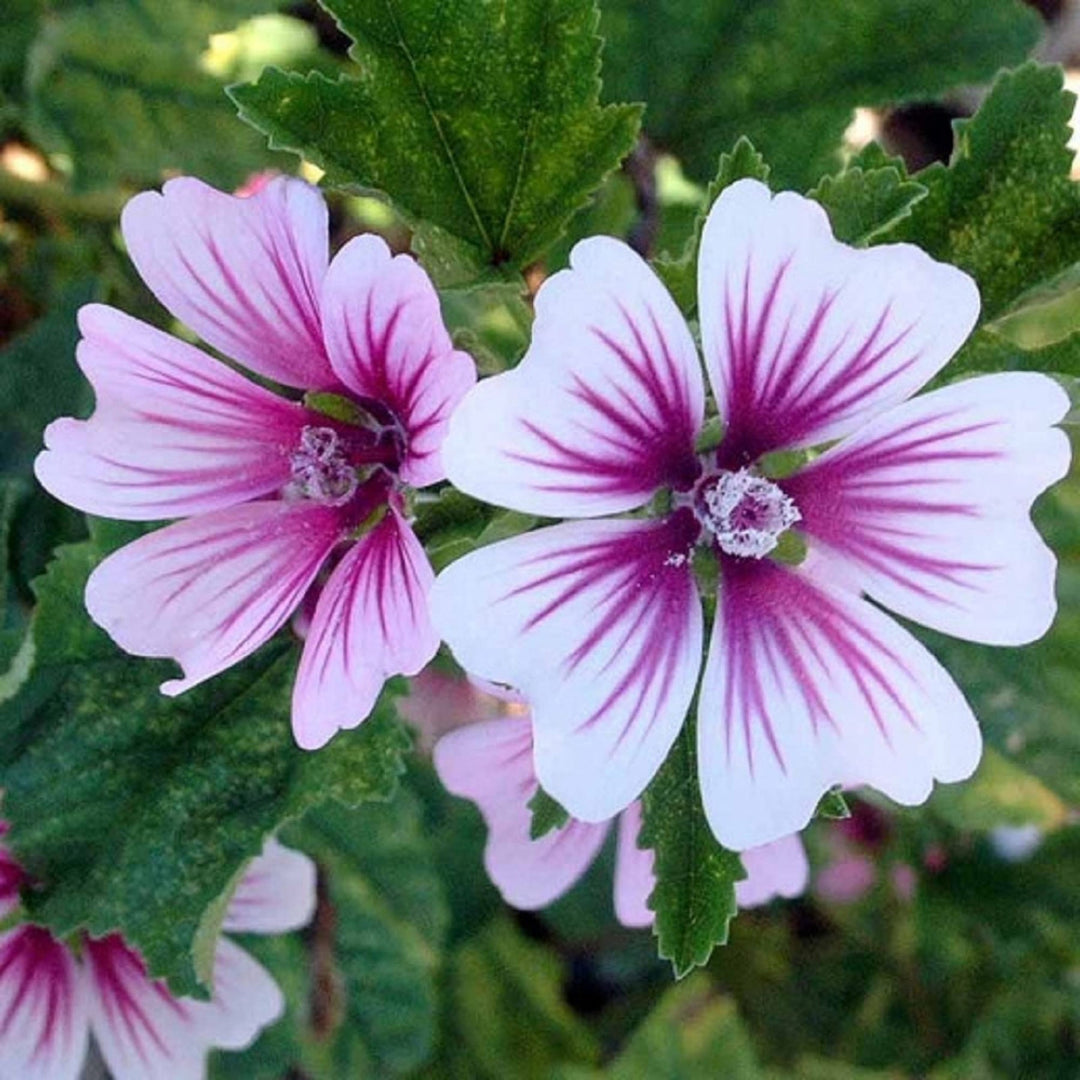 purple white flower seeds