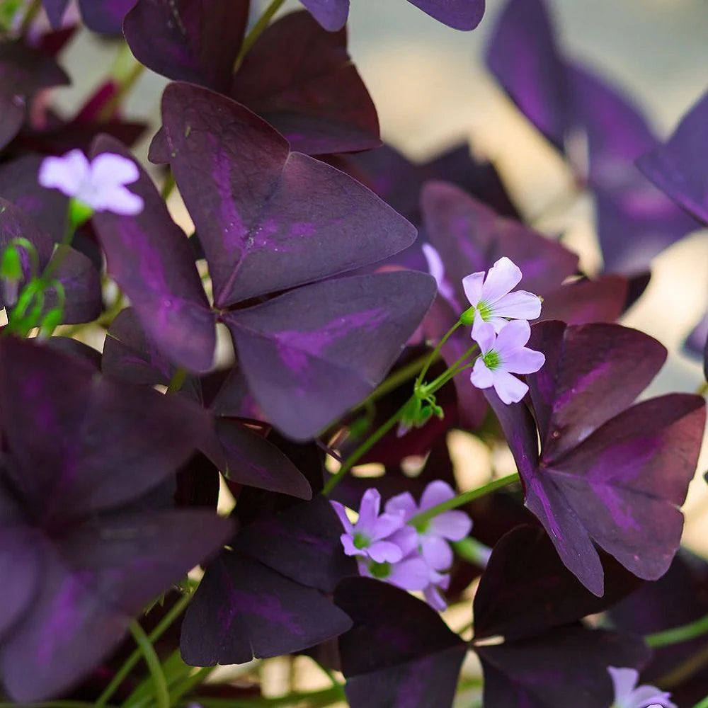 purple oxalis flower seeds