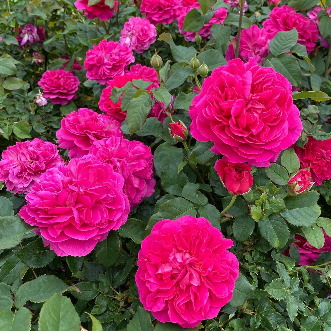 pink romantic flower seeds