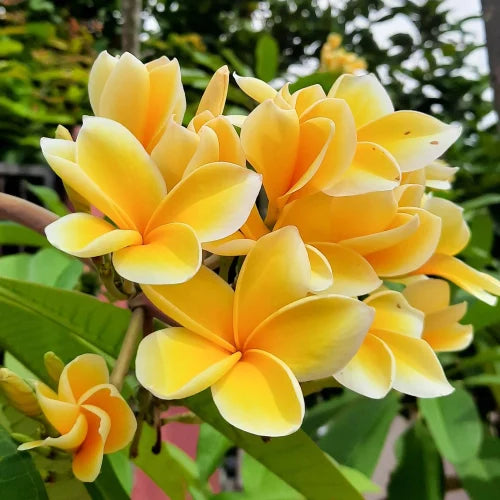 yellow white flower seeds