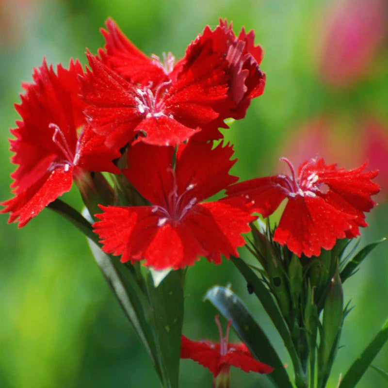 red heirloom flower seeds