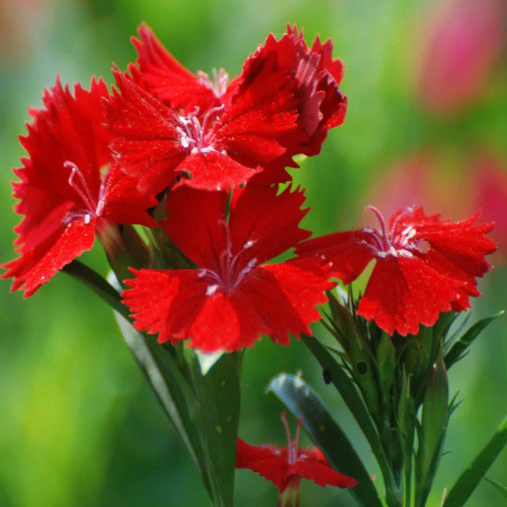 Red Heirloom Non Gmo Dianthus Flower Garden Planting Fragrant Hardy Blooms Variety Flower Seeds