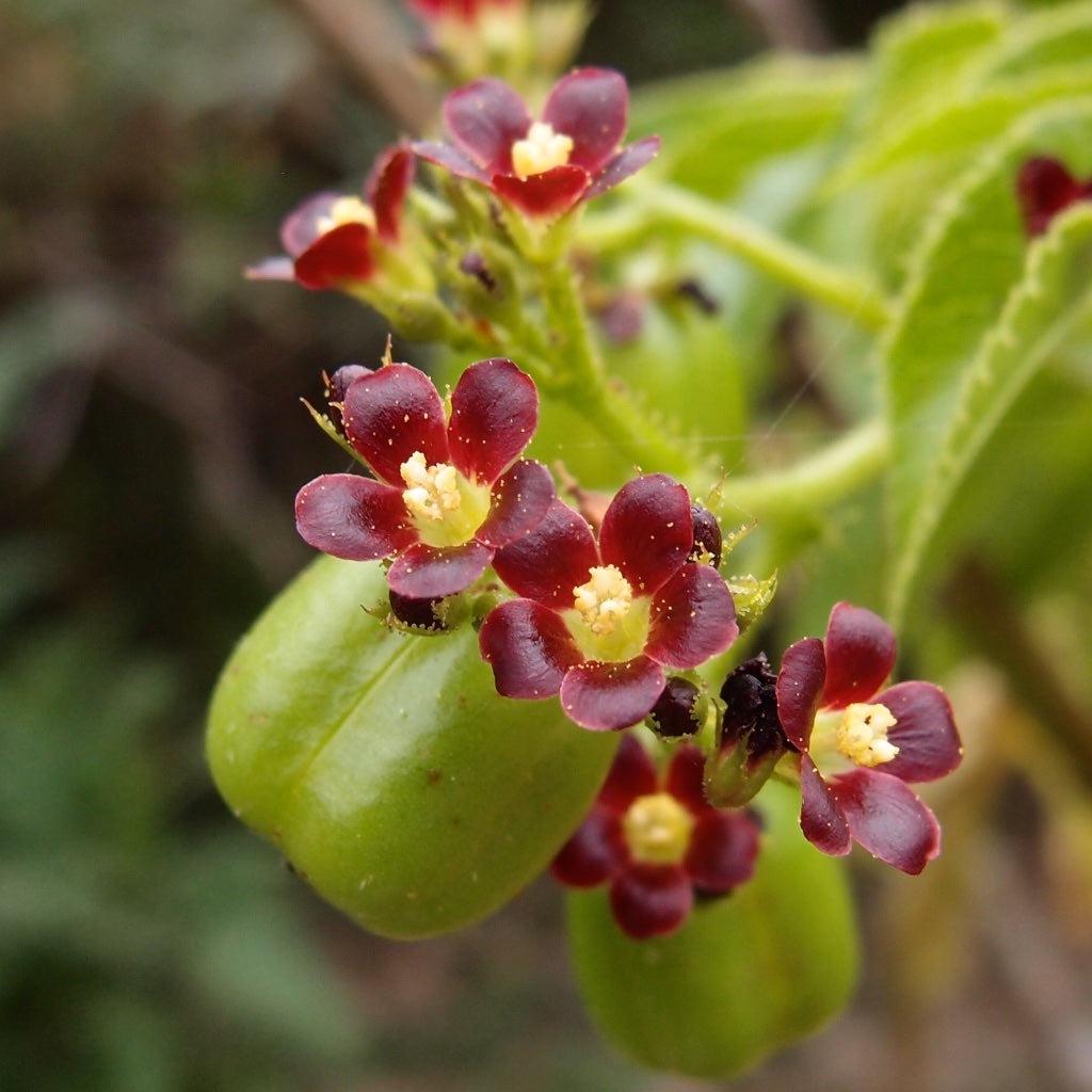 red organic flower seeds