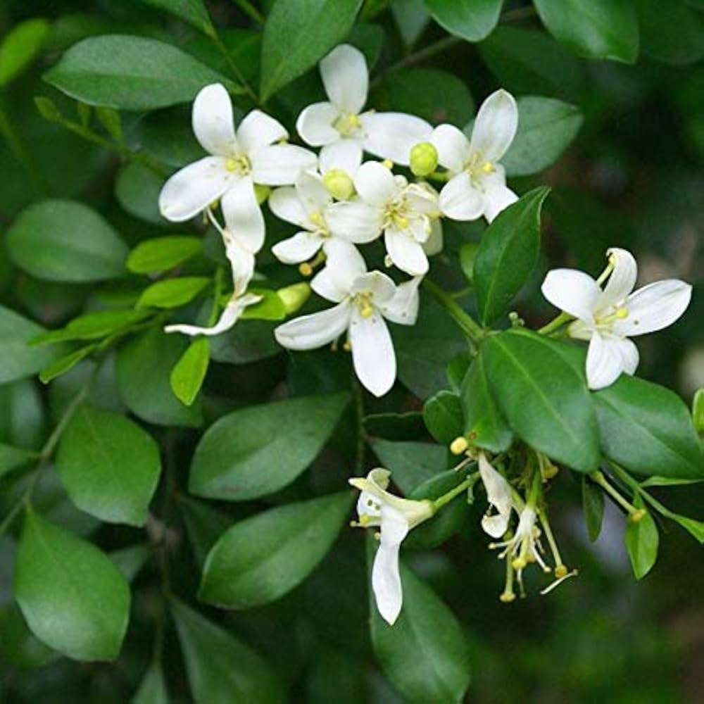 heirloom murraya flower seeds