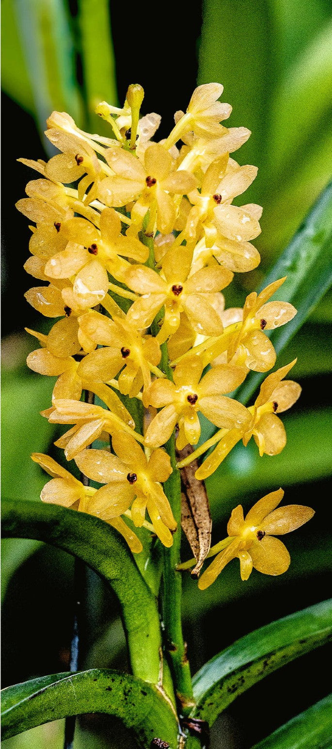 Lysegul Ascocentrum Blomsterfrø til udplantning - 100 stk