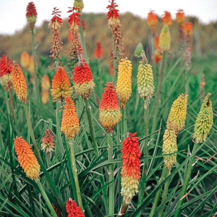 Heirloom Non-GMO Kniphofia Uvaria Flower Seeds for Planting – Exotic Torch-Lily Blooming Seeds
