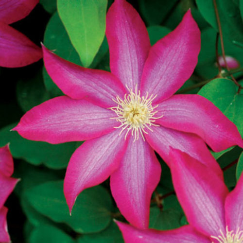 Heirloom Non-GMO Pink Clematis Flower Seeds for Garden Planting – Delicate Climbing Blooms