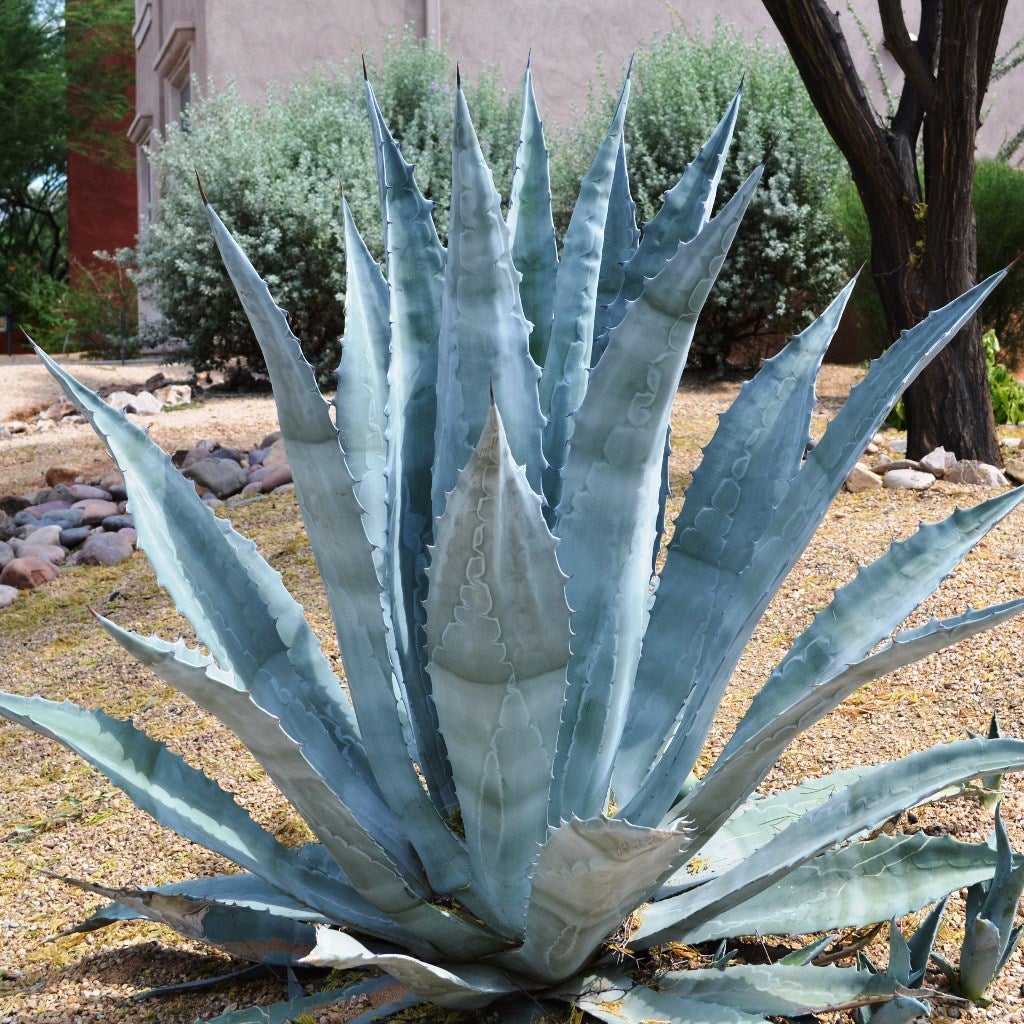 Sølv Agave plantefrø til udplantning 100 stk