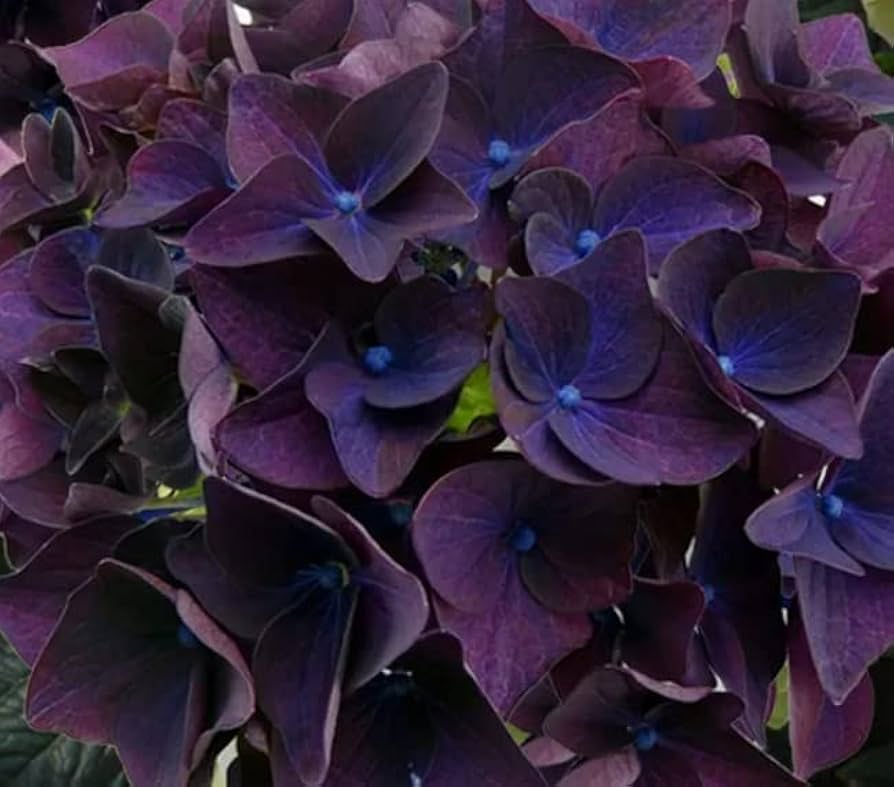 Purple & Dark Blue Hydrangea Flower Seeds for Planting,100 pcs