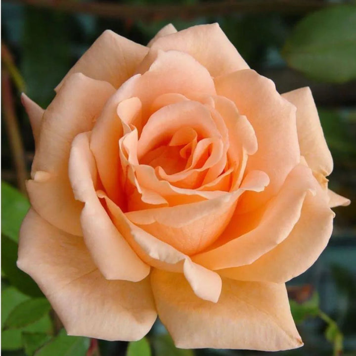 Multi-Color Light Orange Rose Flower Seeds for Planting – Heirloom, Non-GMO, High Germination Organic Garden Seeds