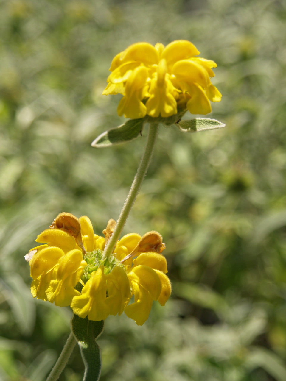 Gule Jerusalem Salvie Blomsterfrø til Plantning 100 stk