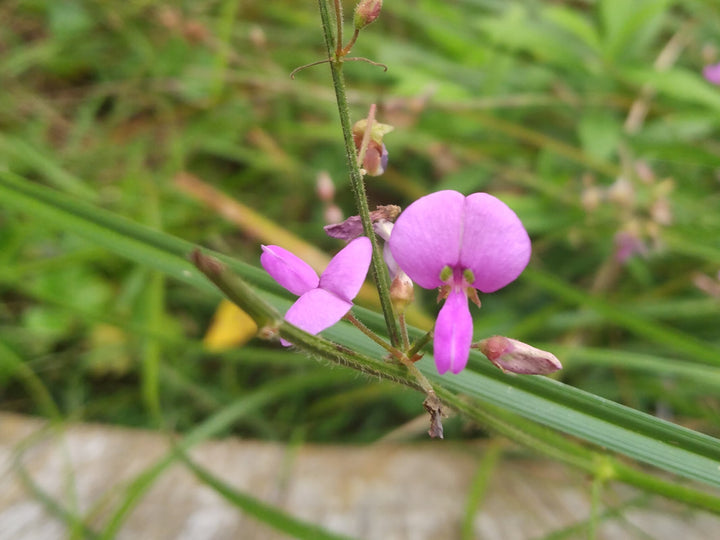 Heirloom Pink Desmodium Flower Seeds, Non-GMO Delicate Blooms for Pollinator-Friendly Garden Planting