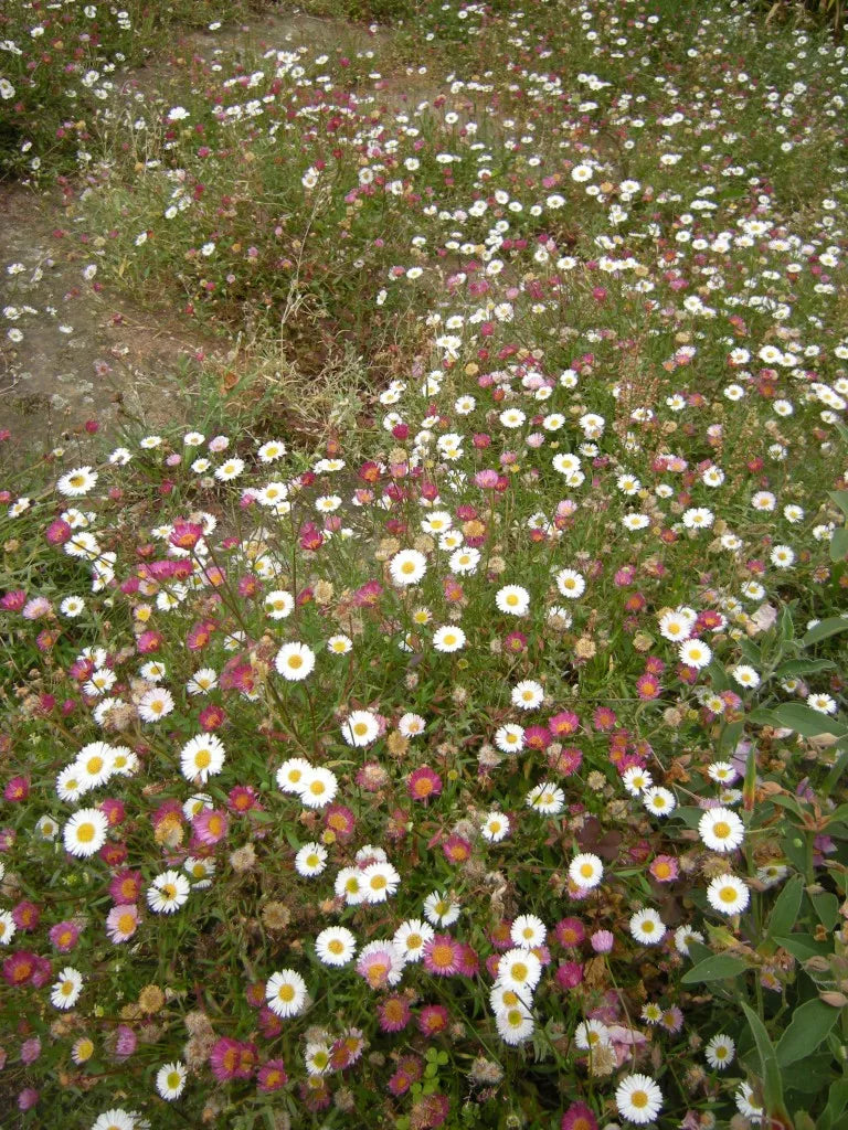 Blandede Erigeron blomsterfrø til udplantning, 100 stk