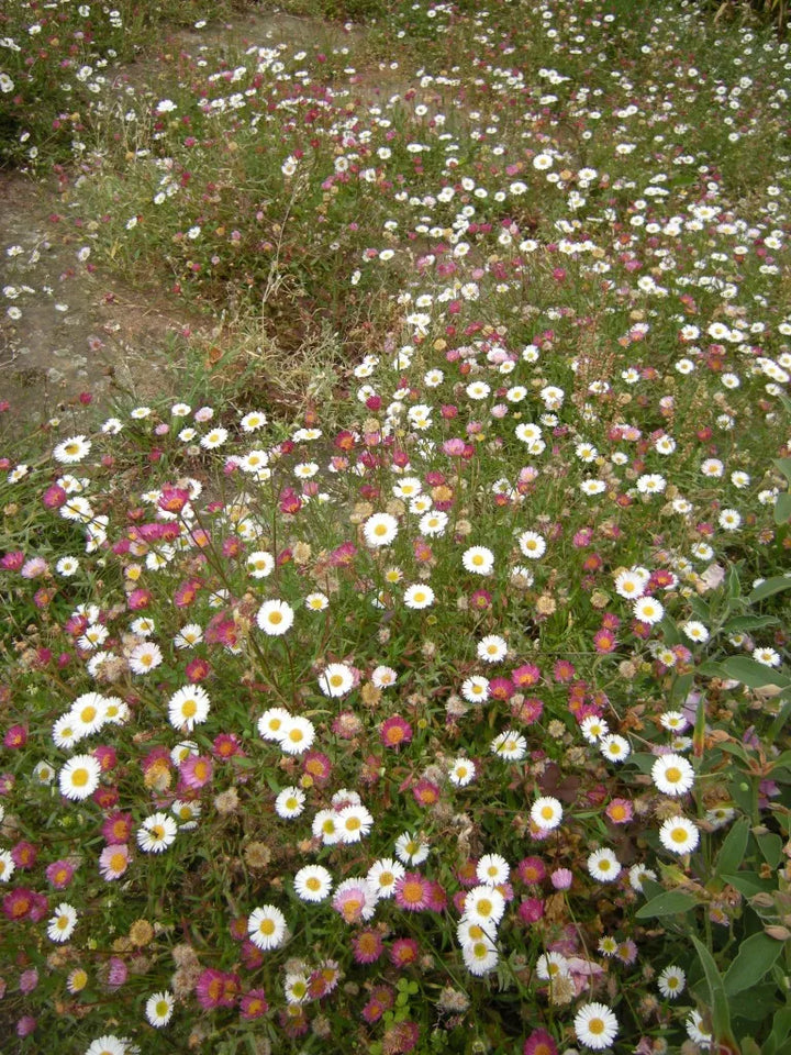 Mixed Erigeron Flower Seeds for Planting, 100 pcs