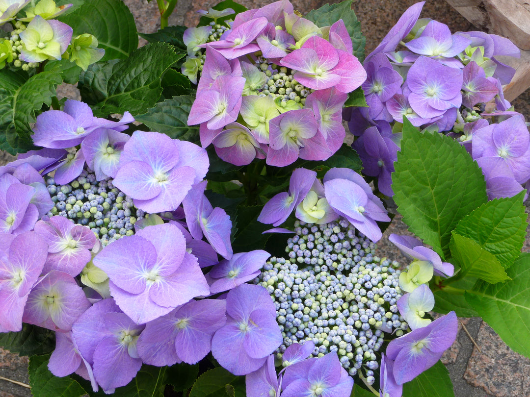 Organic Violet Hydrangea Flower Seeds for Planting – Heirloom, Non-GMO