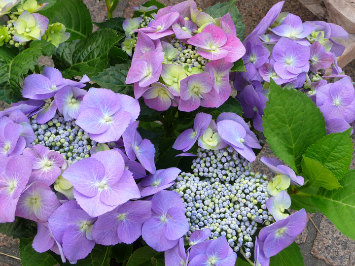 Organic Violet Hydrangea Flower Seeds for Planting – Heirloom, Non-GMO