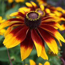 Heirloom Non-GMO Chocolate Orange Rudbeckia Seeds – High Germination Organic Garden Seeds for Pollinator Planting