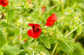 Potentilla Atrosanguinea - Røde blomsterfrø til udplantning - 100 stk