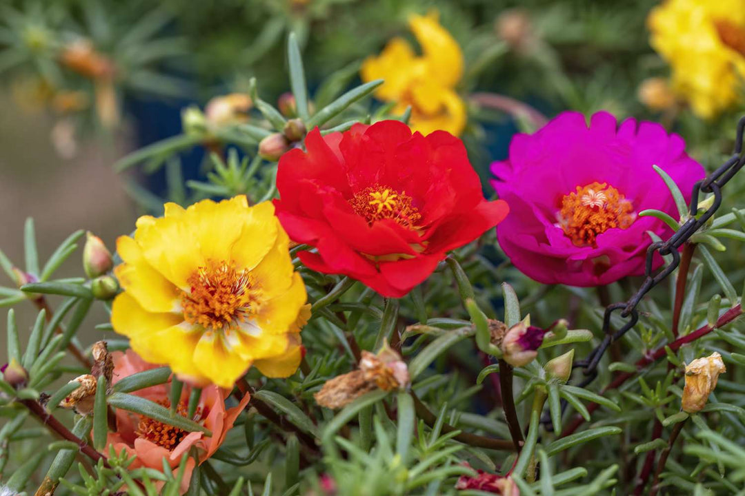 Blandede Portulaca blomsterfrø til udplantning, 100 stk