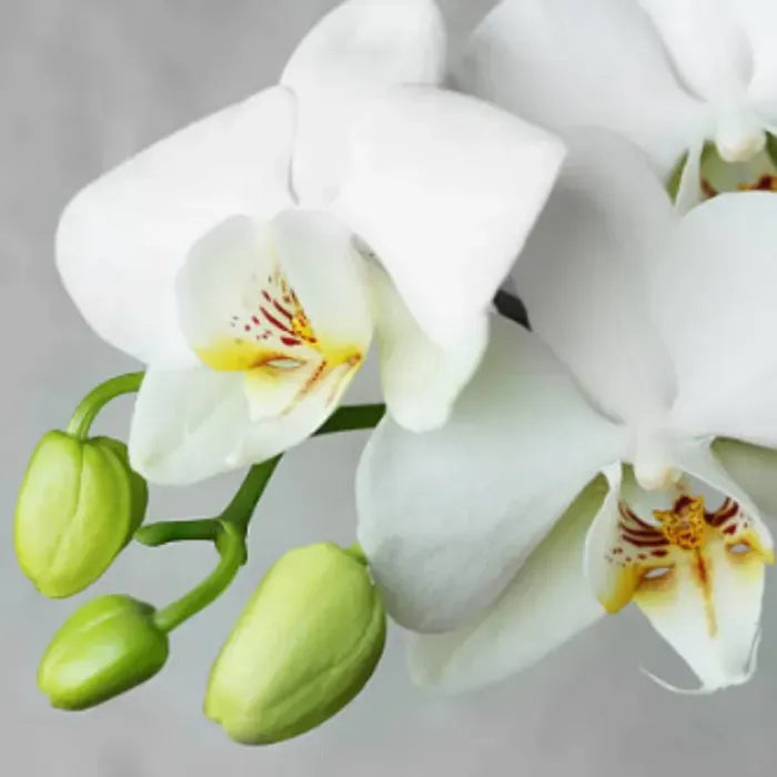 Phalaenopsis Orchid Flower Seeds, Heirloom, Non-GMO Exotic Indoor Bloom Seeds for Planting