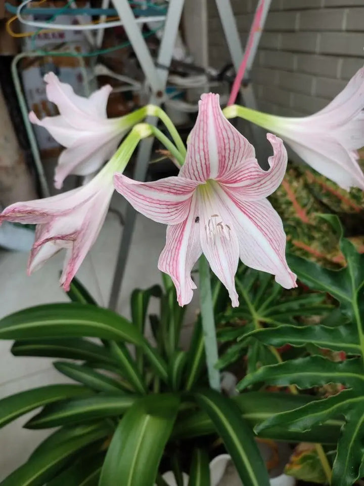 Pink Hippeastrum Rutilum Blomsterfrø til udplantning - 100 stk