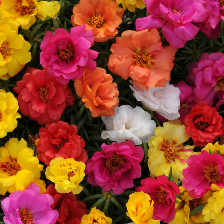 Mix Rose Moss Flower Seeds for Planting - 100 pcs