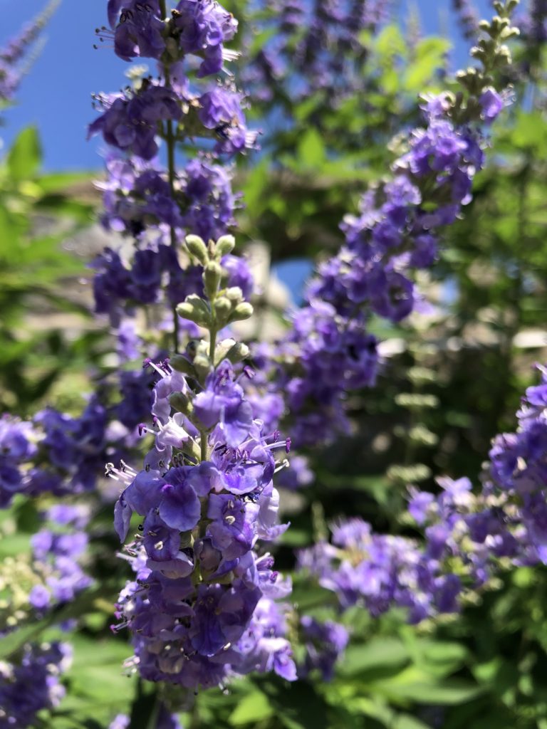 Purple Angus Castus Flower Seeds for Planting - 100 pcs