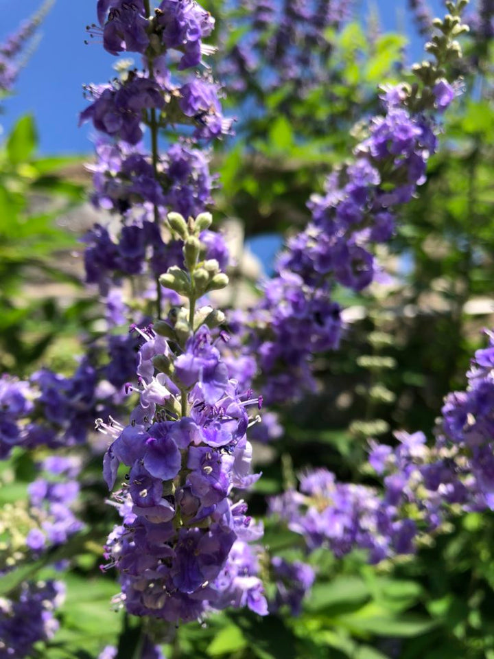 Purple Angus Castus Flower Seeds for Planting - 100 pcs