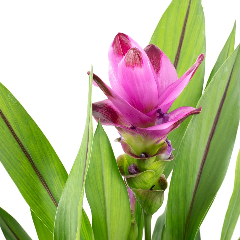 Organic Purple Curcuma Flower Seeds for Planting – Heirloom, Non-GMO